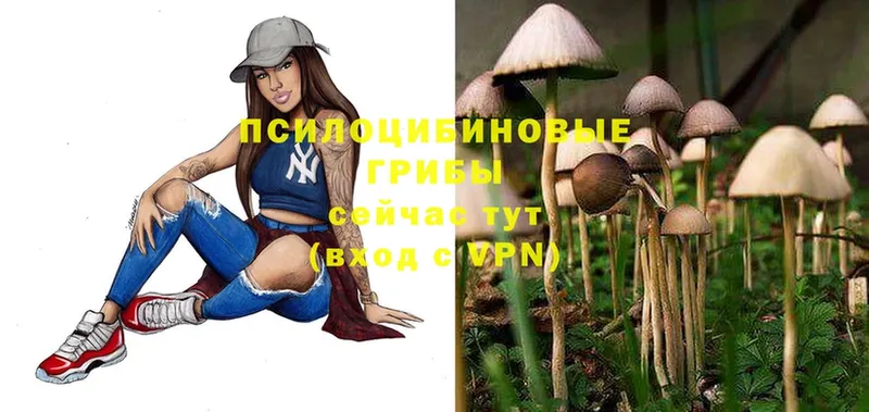 omg ссылки  Кимры  Псилоцибиновые грибы Magic Shrooms 